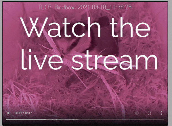 Birdbox Live Stream
