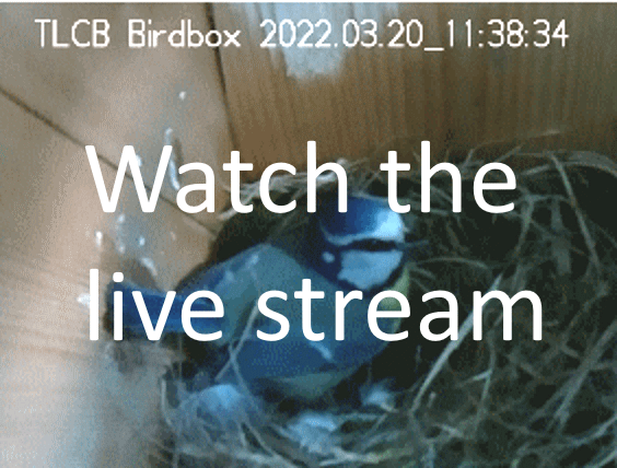 Birdbox Live Stream